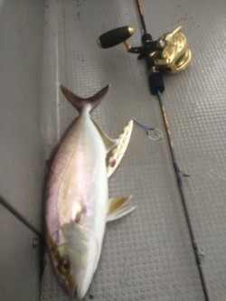 Blue.win 海人丸 釣果