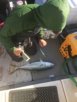 Blue.win 海人丸 釣果