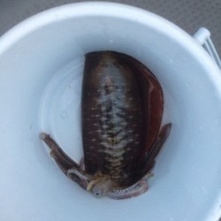 Blue.win 海人丸 釣果