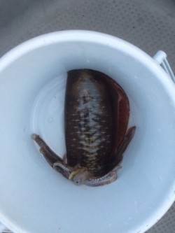 Blue.win 海人丸 釣果