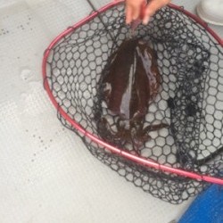 Blue.win 海人丸 釣果