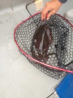 Blue.win 海人丸 釣果