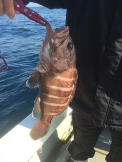 Blue.win 海人丸 釣果