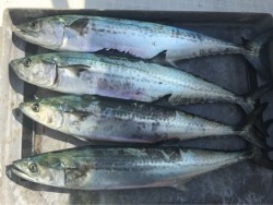 「LaGooN」蒼陽丸 日和号 釣果