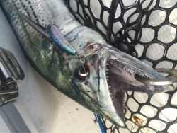 「LaGooN」蒼陽丸 日和号　 釣果