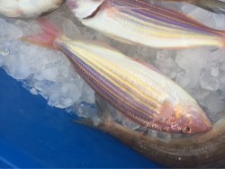 「LaGooN」蒼陽丸 日和号　 釣果