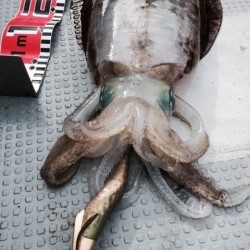 エヌスタイル 釣果