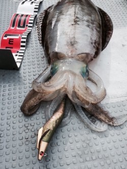 エヌスタイル 釣果