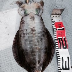 エヌスタイル 釣果