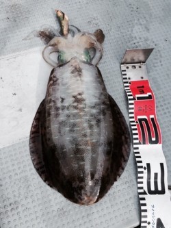 エヌスタイル 釣果