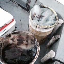 エヌスタイル 釣果