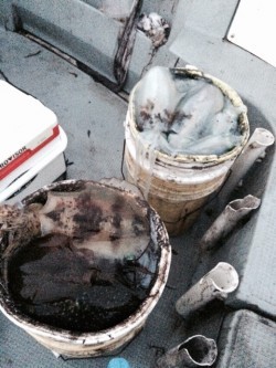 エヌスタイル 釣果