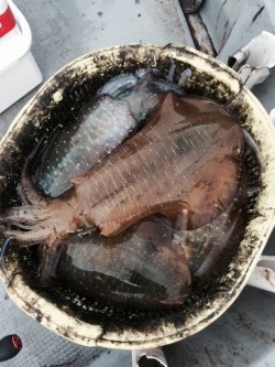 エヌスタイル 釣果