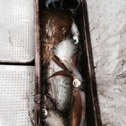 エヌスタイル 釣果