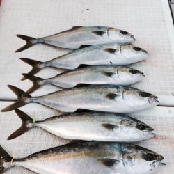浜栄丸 釣果