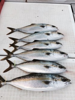 浜栄丸 釣果