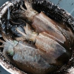 エヌスタイル 釣果