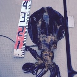 エヌスタイル 釣果