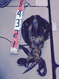 エヌスタイル 釣果