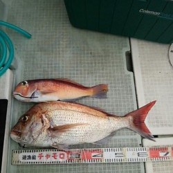 チャモロ 釣果