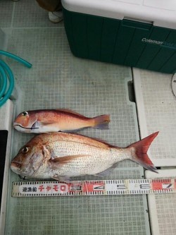 チャモロ 釣果