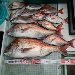 チャモロ 釣果