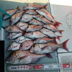 チャモロ 釣果
