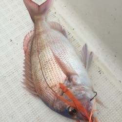 「LaGooN」蒼陽丸 日和号　 釣果