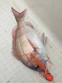 「LaGooN」蒼陽丸 日和号　 釣果