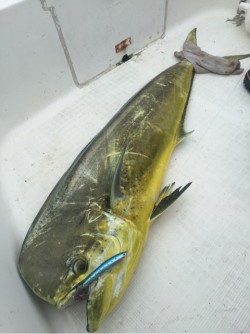 「LaGooN」蒼陽丸 日和号　 釣果