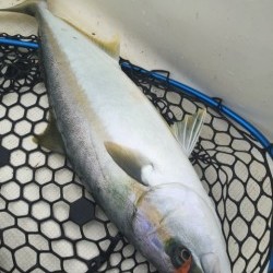 「LaGooN」蒼陽丸 日和号　 釣果