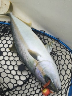 「LaGooN」蒼陽丸 日和号　 釣果