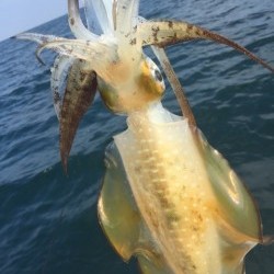 「LaGooN」蒼陽丸 日和号 釣果