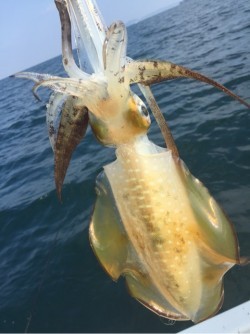 「LaGooN」蒼陽丸 日和号 釣果