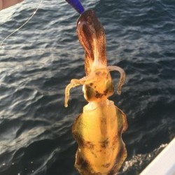 「LaGooN」蒼陽丸 日和号 釣果