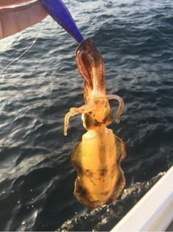 「LaGooN」蒼陽丸 日和号 釣果