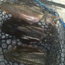 「LaGooN」蒼陽丸 日和号　 釣果