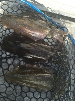 「LaGooN」蒼陽丸 日和号　 釣果