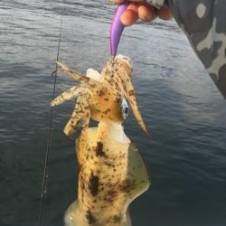 「LaGooN」蒼陽丸 日和号　 釣果