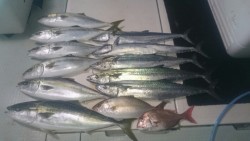 エムズジャーク（M’s JERK） 釣果