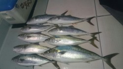 エムズジャーク（M’s JERK） 釣果