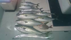 エムズジャーク（M’s JERK） 釣果