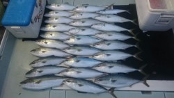 エムズジャーク（M’s JERK） 釣果