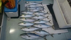 エムズジャーク（M’s JERK） 釣果