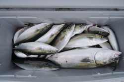 ワープゾーン 釣果