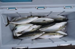 ワープゾーン 釣果