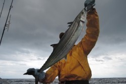 ワープゾーン 釣果