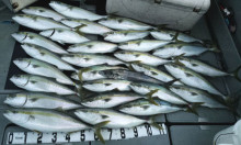 オーシャンスター(Ocean Star) …