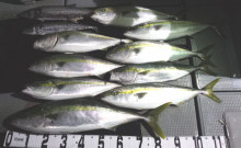 オーシャンスター(Ocean Star) …