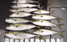 オーシャンスター(Ocean Star) …